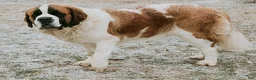 Saint Bernard dogs for sale: Tessie - Ad 6