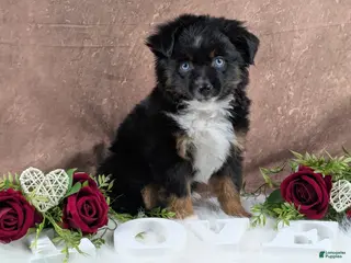 Toy Australian Shepherd dogs Banjo - Ad 1