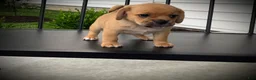 Puggle dogs for sale: Sasha - Ad 3