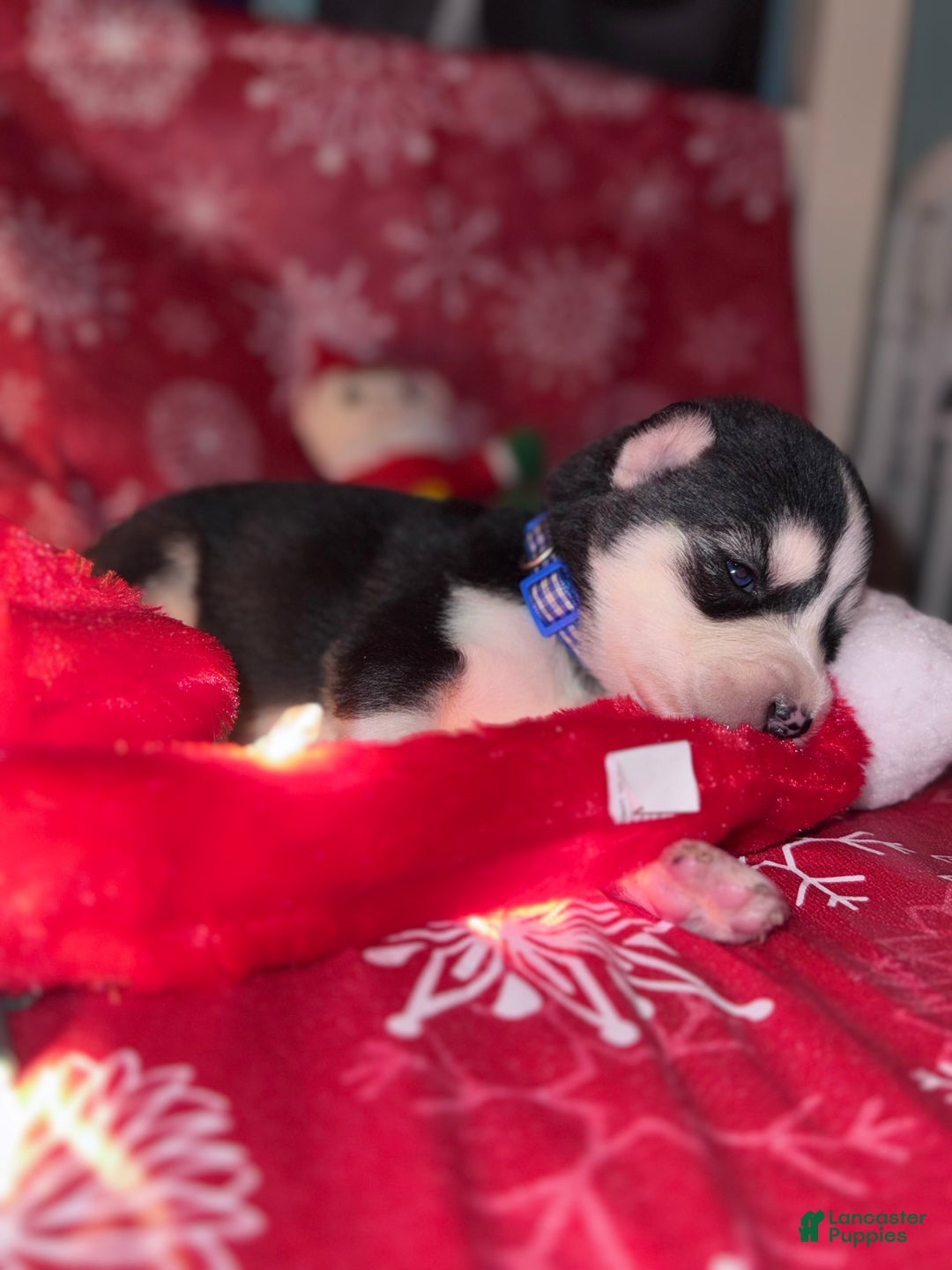 Siberian Husky dogs for sale: BLUE - Ad 2