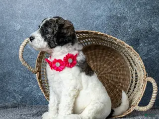 Goldendoodle dogs Ms. Flat White - Parti Goldendoodle - Ad 1