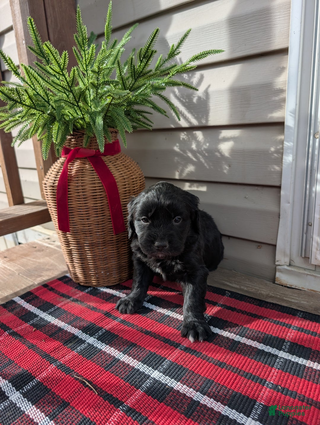 Mixed Breed dogs for sale: Hampton  - Ad 2