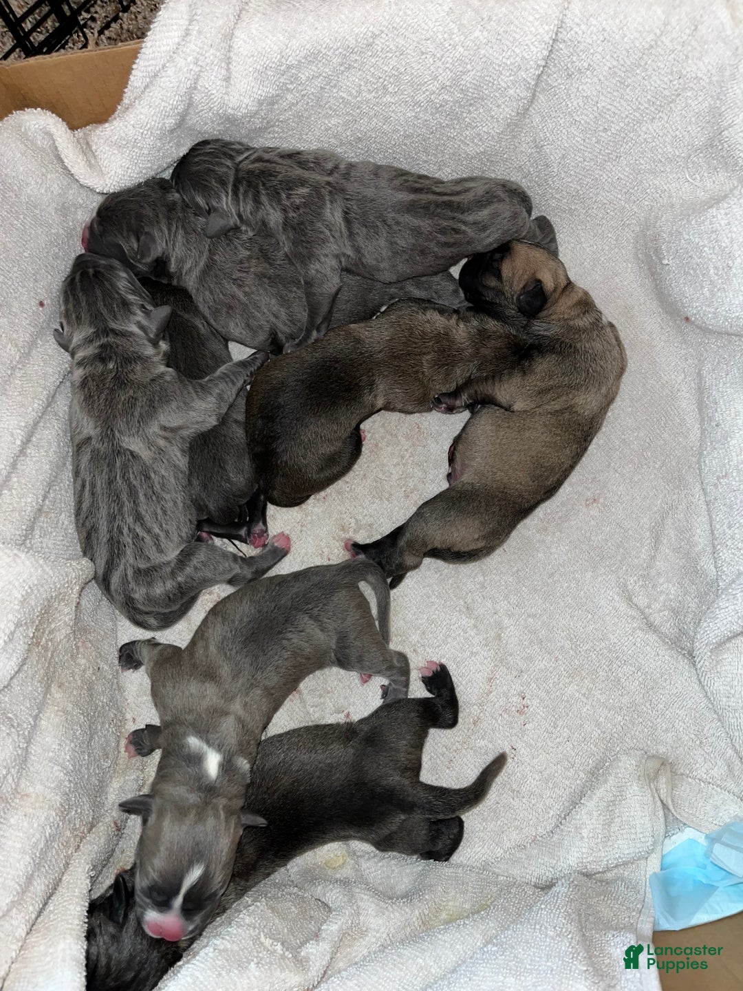 Cane Corso dogs for sale: Cane Corso Litter - Blue Dilutes - Ad 2