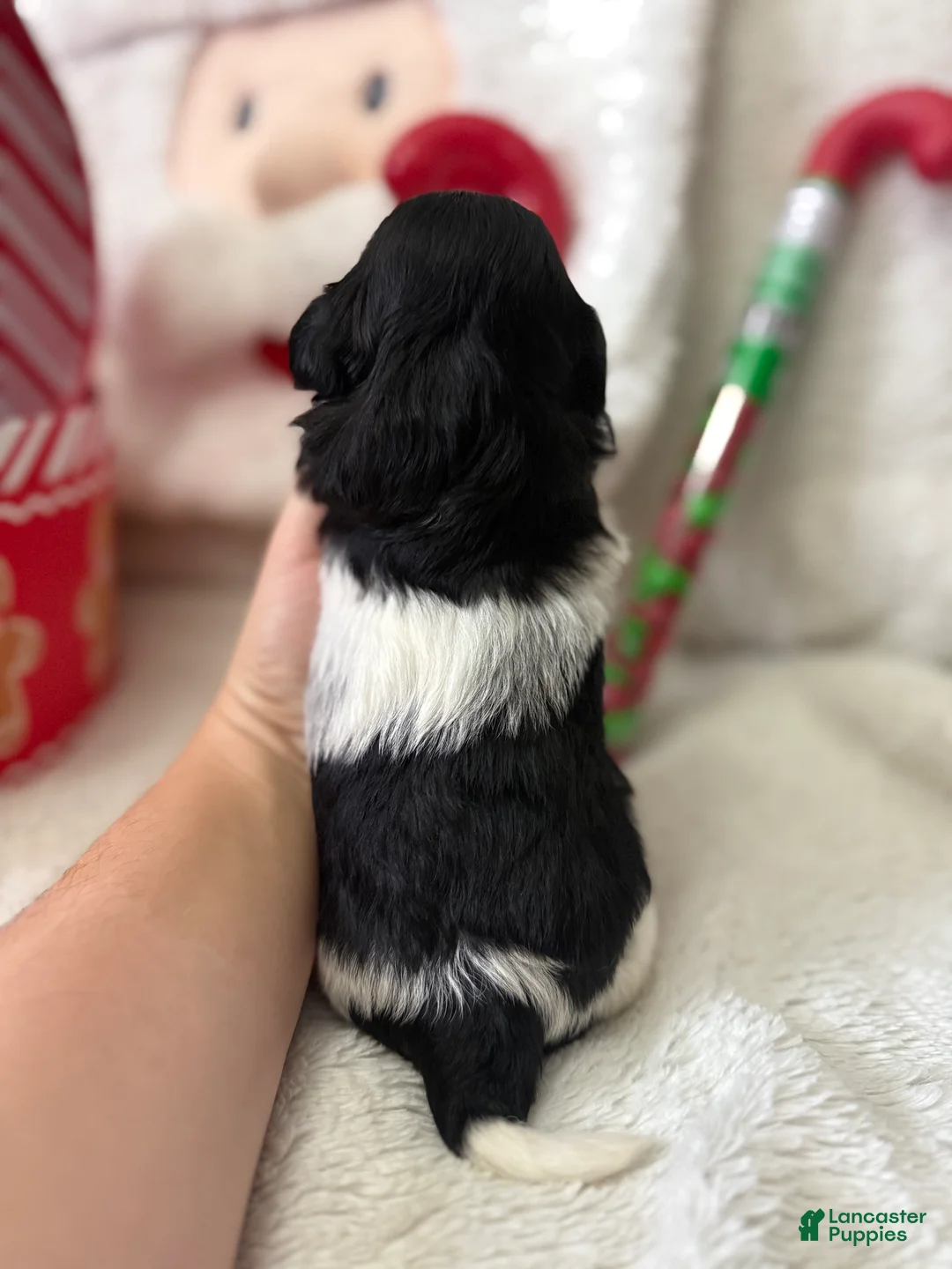 Shihpoo dogs for sale: Elphi - Ad 3