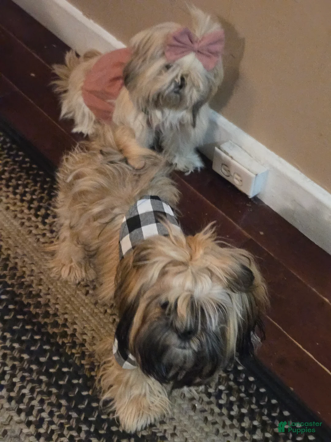 Gallery Image {{count}}