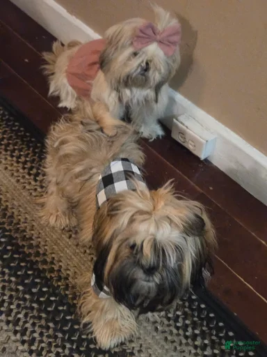 Gallery Image {{count}}