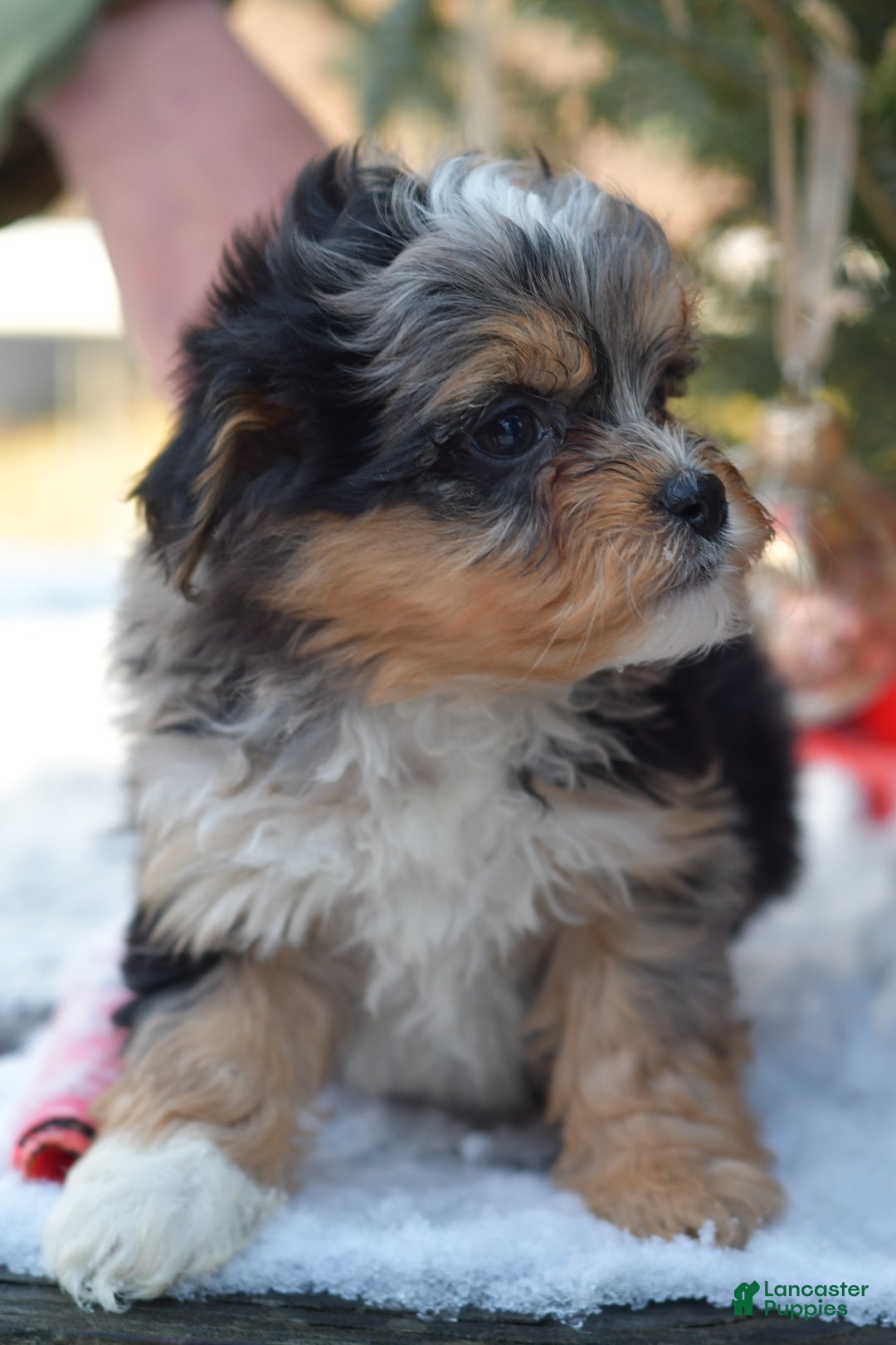 Mini Aussiedoodle dogs for sale: Jackson - Ad 18