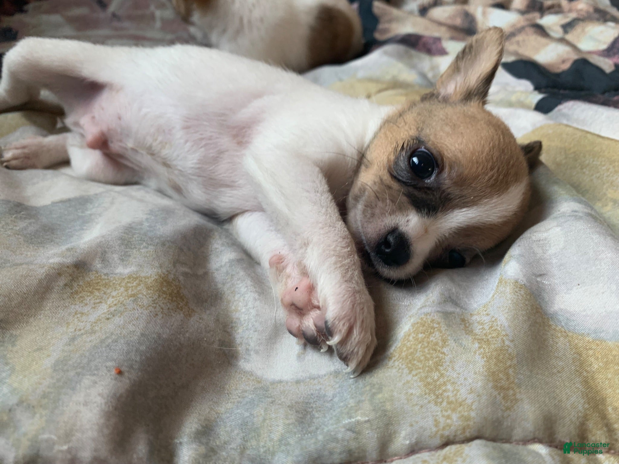 Chihuahua dogs Chihuahua 1 - Ad 1
