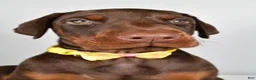 Doberman Pinscher dogs for sale: Lance - Ad 8