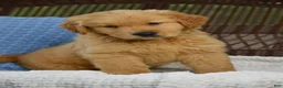 Golden Retriever dogs for sale: Bandit - Ad 4