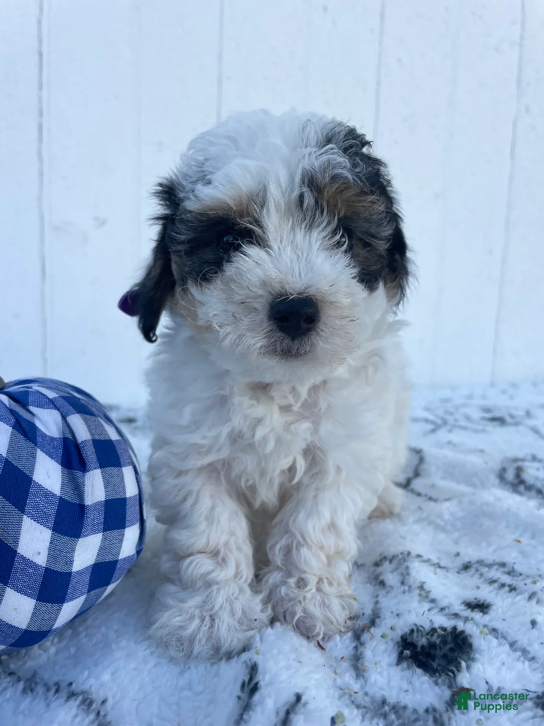 Yorkiepoo dogs for sale: Hazel - Ad 2