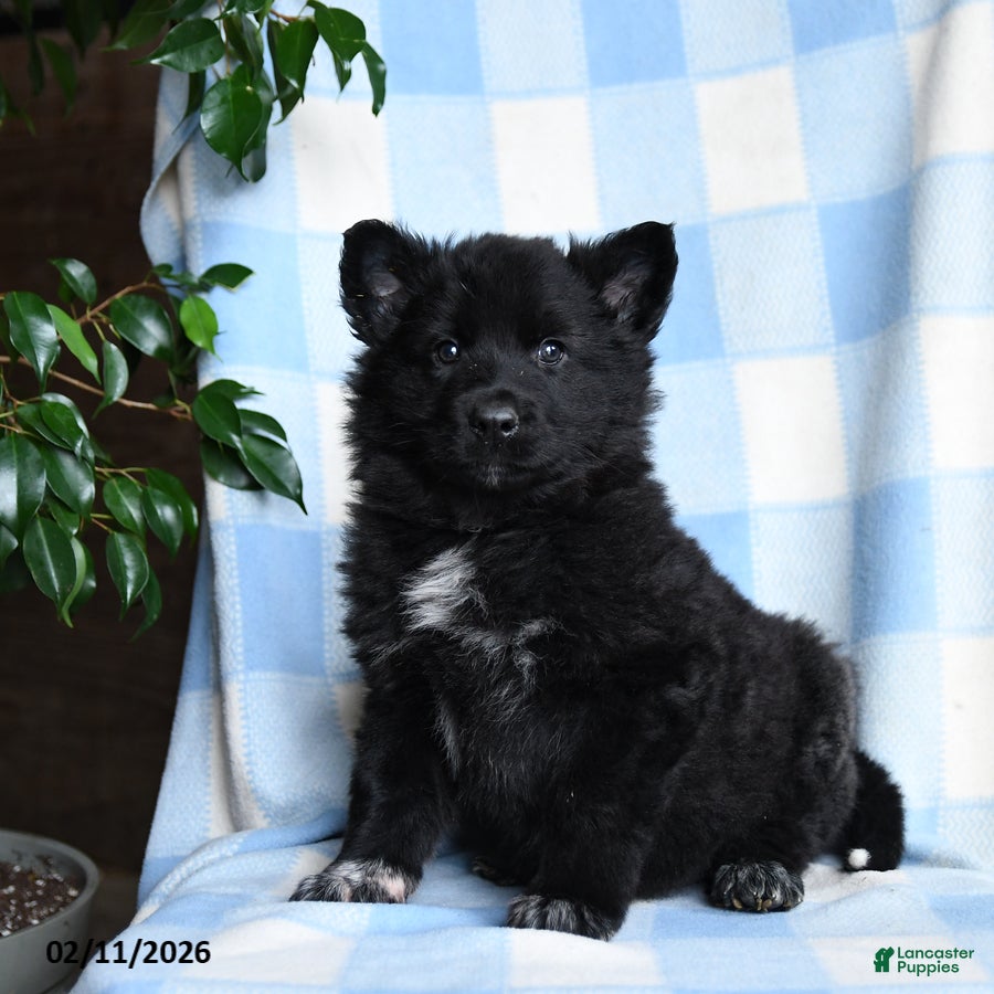 Mixed Breed dogs Blackjack - Ad 21