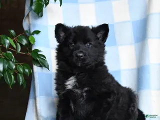 Mixed Breed dogs Blackjack - Ad 39
