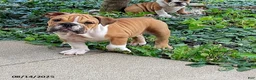 English Bulldog dogs for sale: Reagan - Ad 22