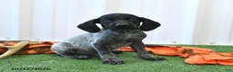 German Shorthaired Pointer dogs for sale: Lightning - Ad 2