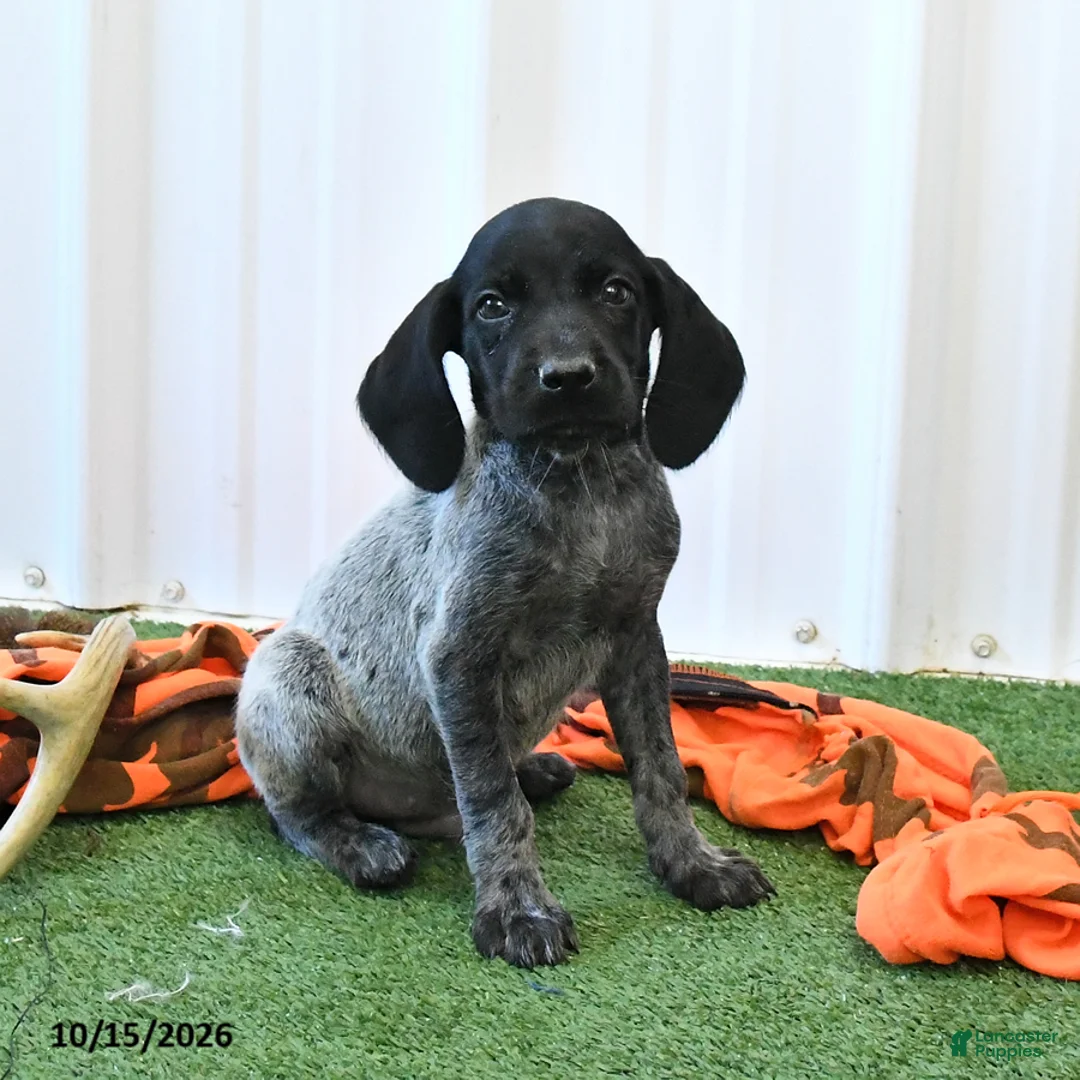 German Shorthaired Pointer dogs for sale: Lightning - Ad 2