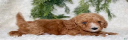 Miniature Poodle dogs for sale: Miniature Poodle 2 - Ad 4
