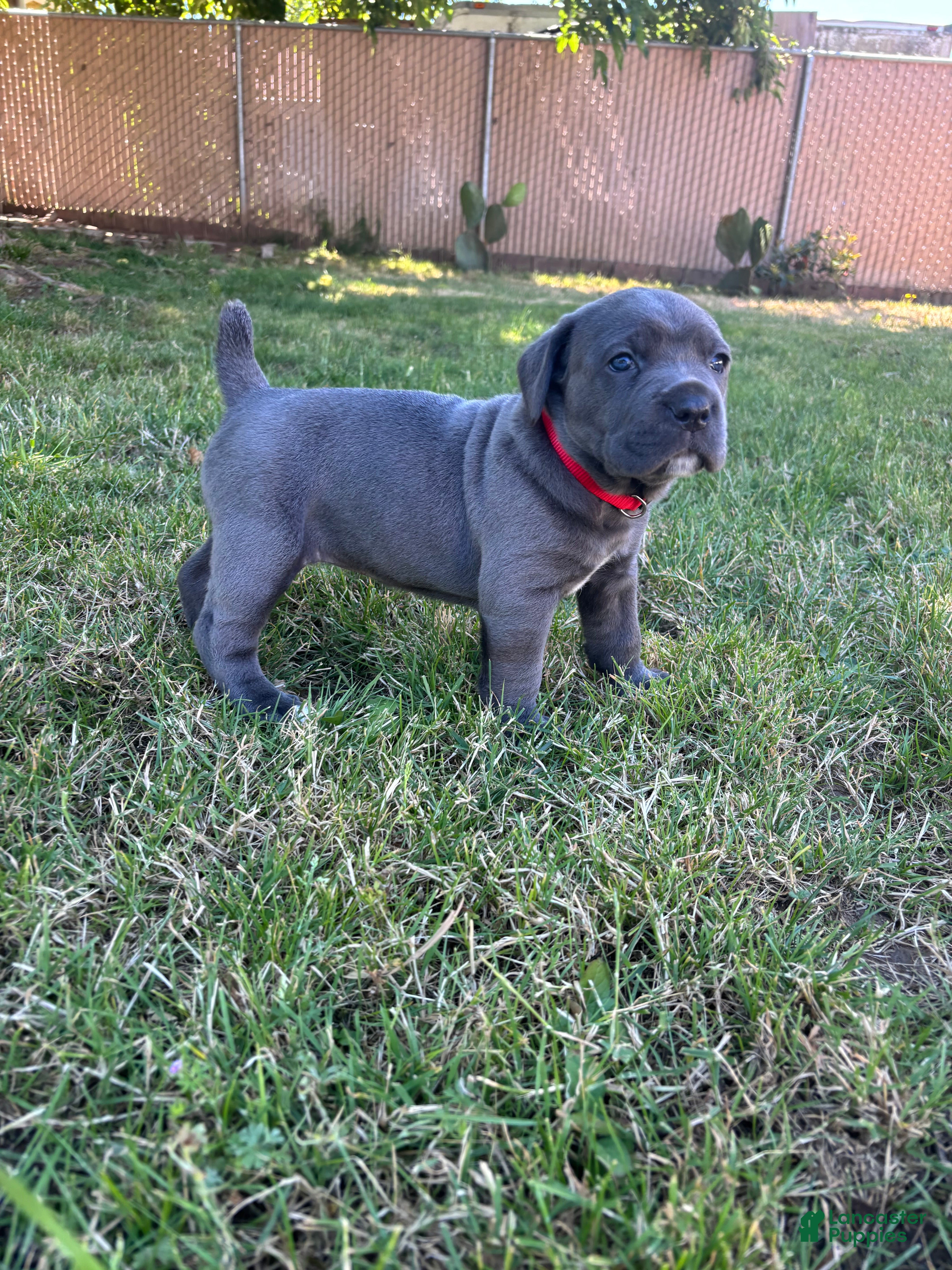 Cane Corso dogs Red  - Ad 1