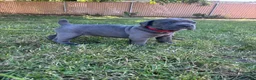 Cane Corso dogs for sale: Red  - Ad 1