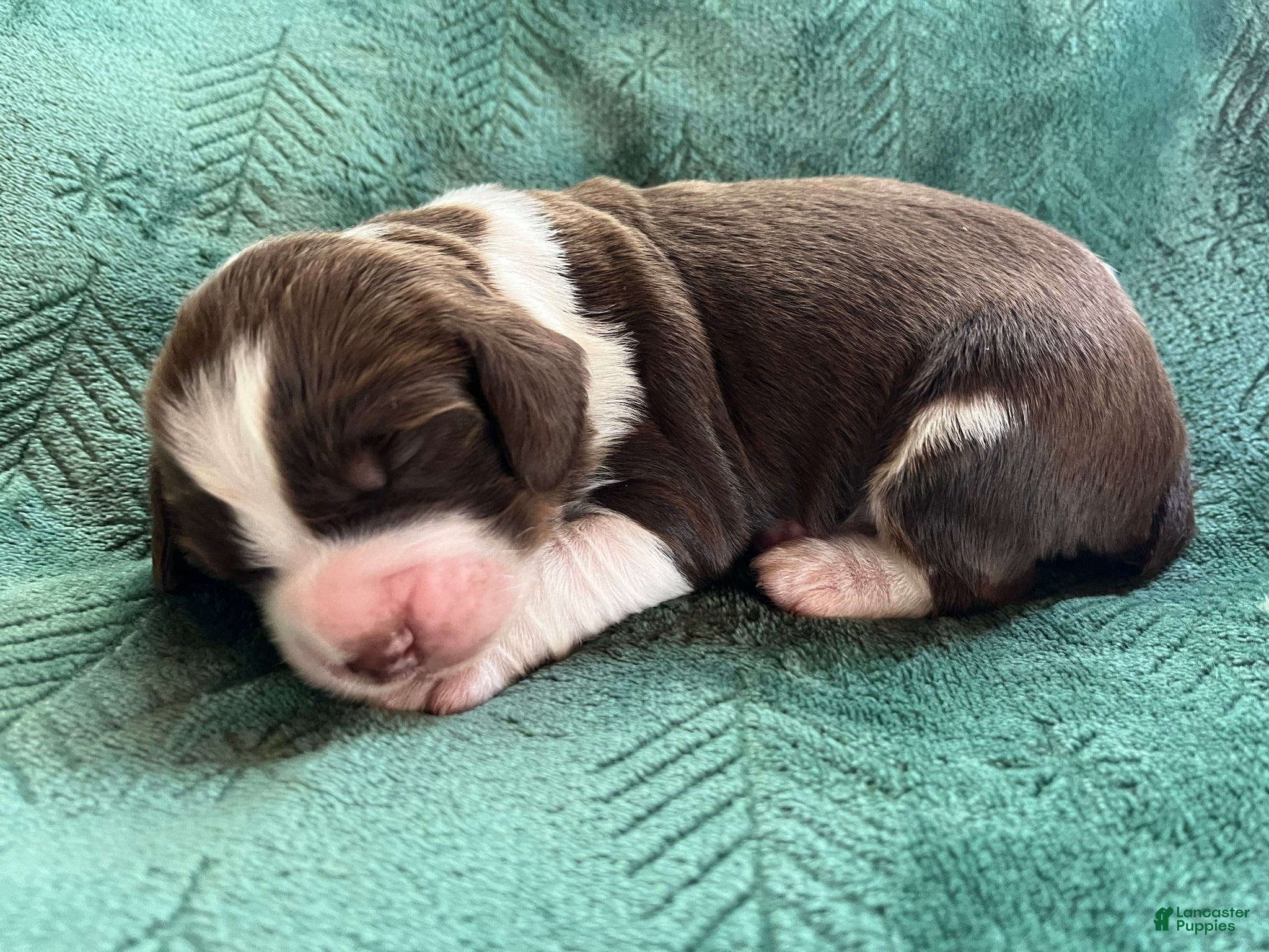 English Springer Spaniel dogs English Springer Spaniel Puppy - Syrup - Ad 23