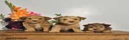 Yorkshire Terrier dogs for sale: Tyler - Ad 5