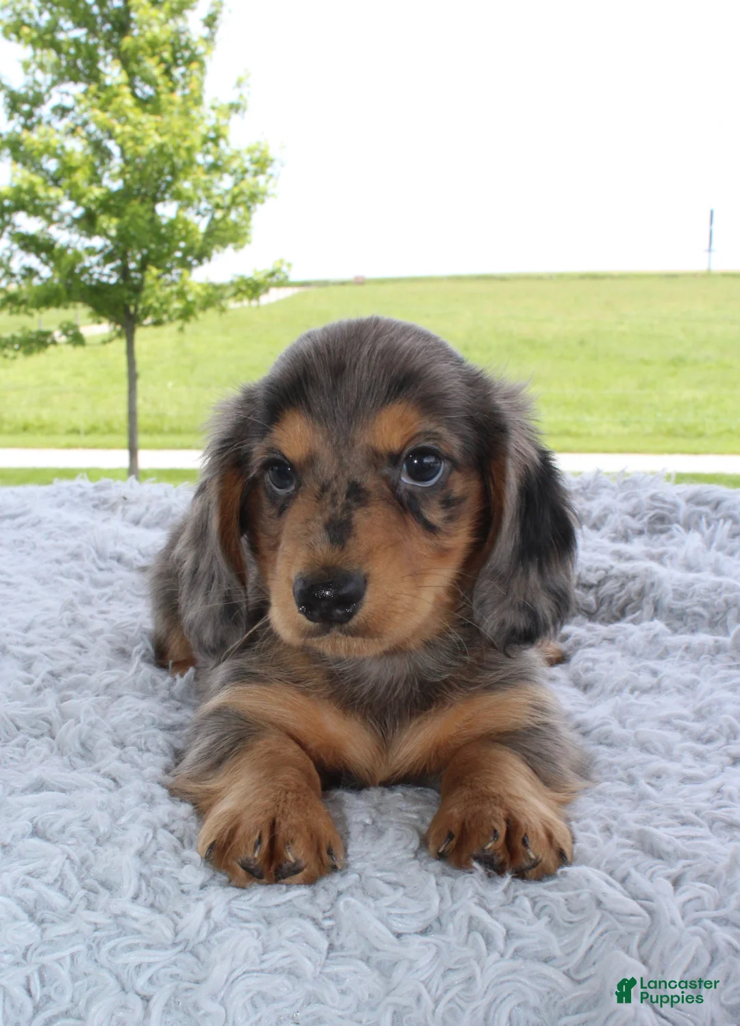 Miniature Dachshund dogs for sale: Miniature Dachshund 1 - Ad 4