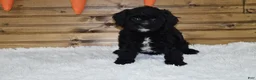 Cavapoo dogs for sale: Brady - Ad 1