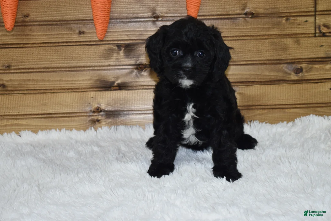 Cavapoo dogs for sale: Brady - Ad 1