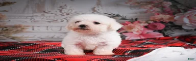 AKC-Haley