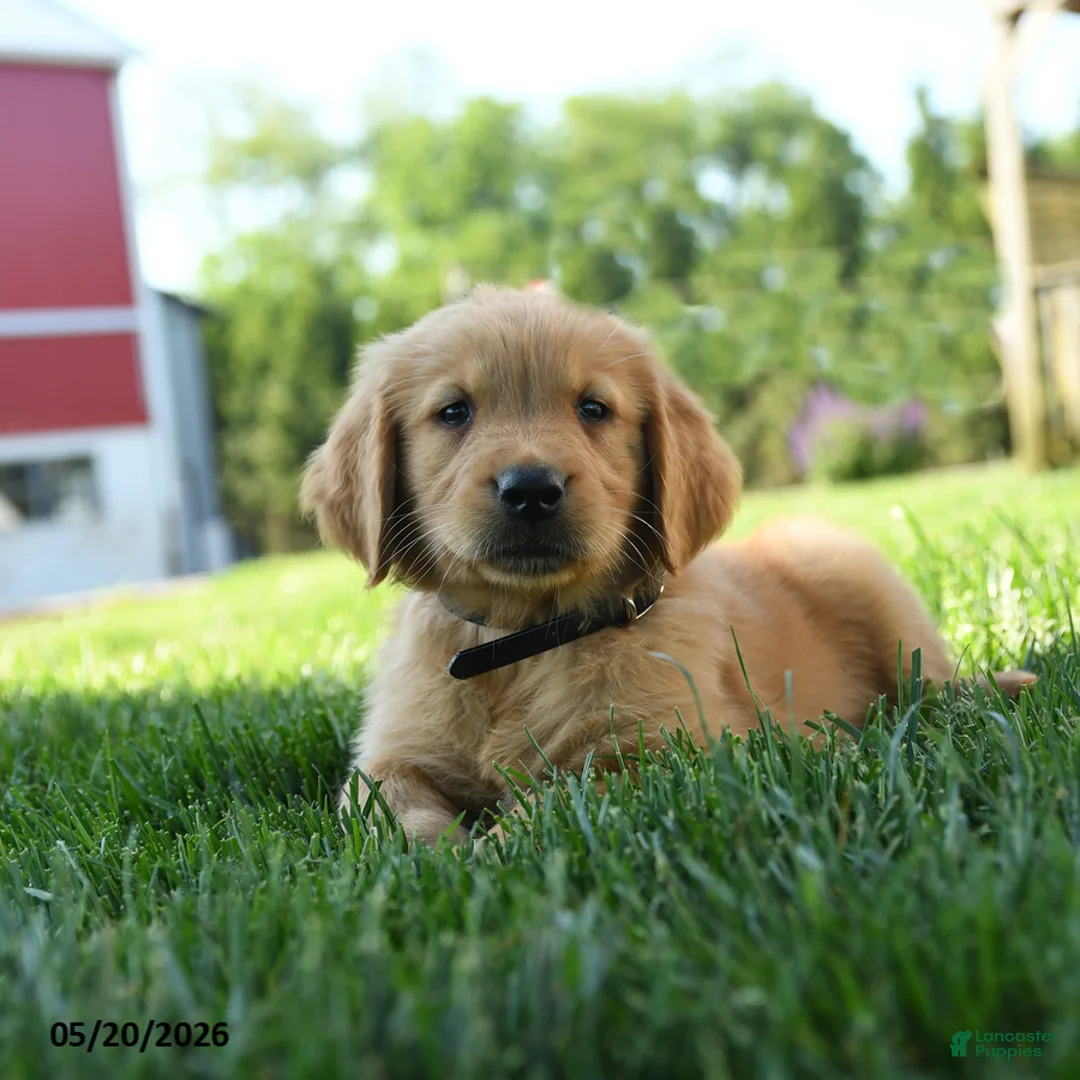 Golden Retriever dogs for sale: Hamlet - Ad 1