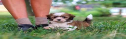 Shih Tzu dogs for sale: Coco - Ad 7