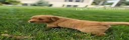 Golden Retriever dogs for sale: Lilly (Purple Collar) - Ad 3