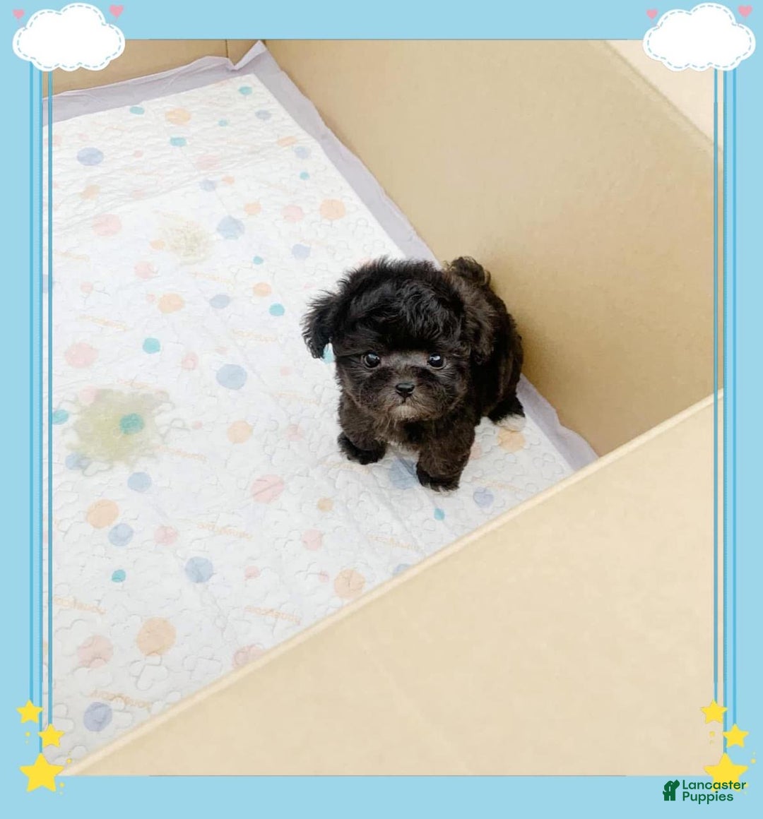 Maltipoo dogs for sale: Lola - Ad 2