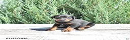 Doberman Pinscher dogs for sale: Otto - Ad 4