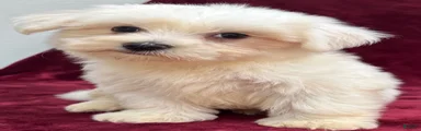 Dolly