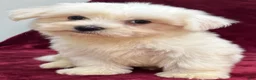 Maltese dogs for sale: Dolly - Ad 1