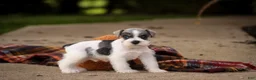 Miniature Schnauzer dogs for sale: Beauregard Miniature Schnauzer - Ad 12