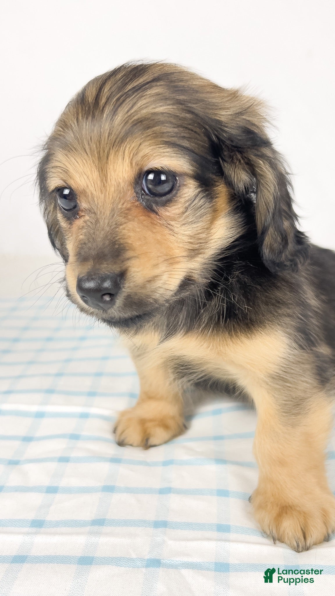 Miniature Dachshund dogs Coca-cola - Ad 29