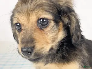 Miniature Dachshund dogs Coca-cola - Ad 29