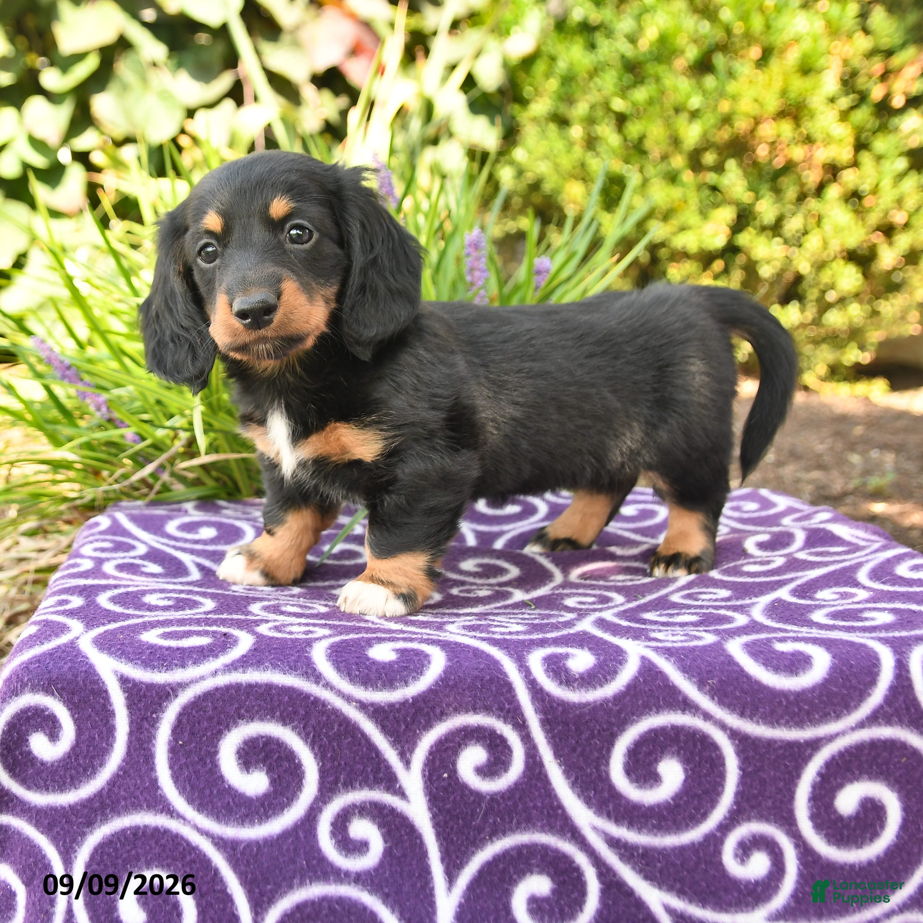 Miniature Dachshund dogs Odette - Ad 1