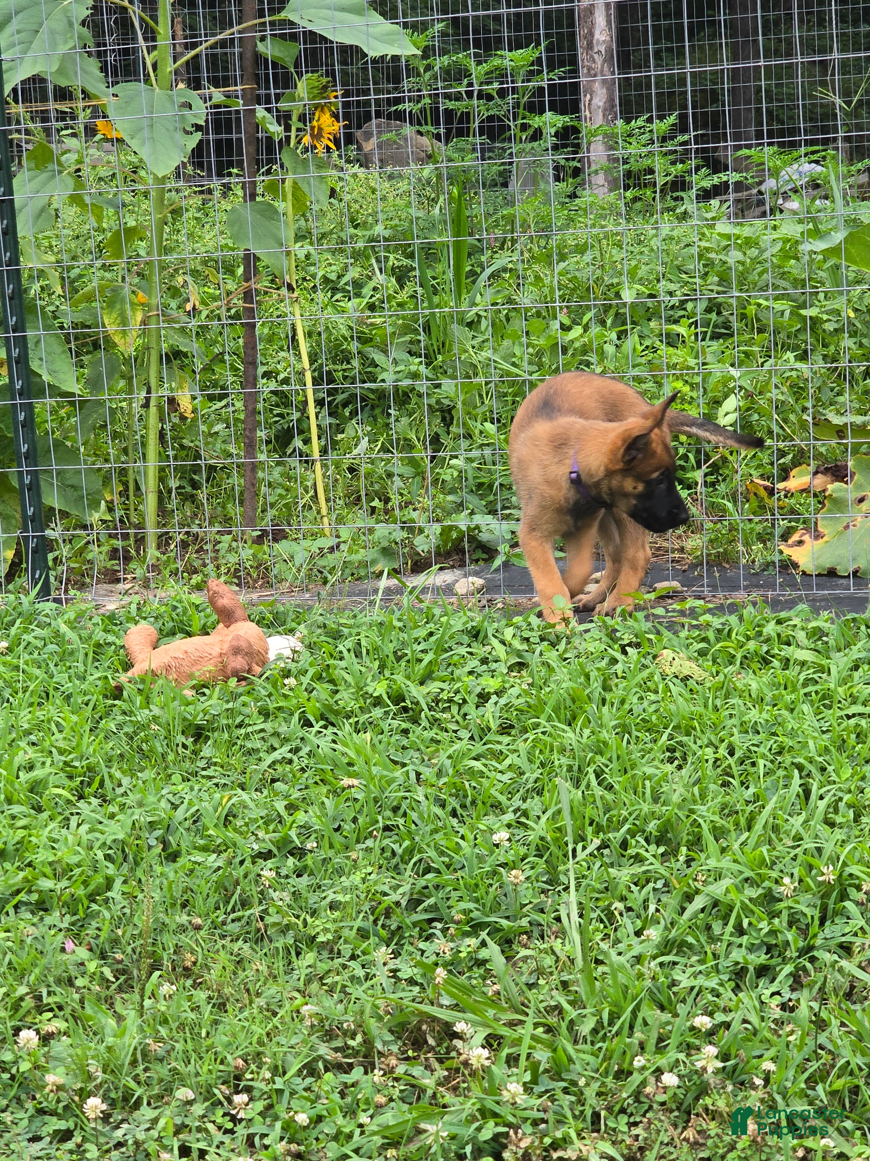 Belgian Malinois dogs for sale: Belgian Malinois 6 PURPLE  - Ad 4