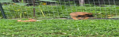Belgian Malinois 6 PURPLE 