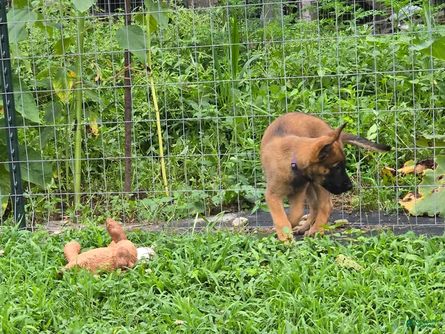 Belgian Malinois dogs for sale: Belgian Malinois 6 PURPLE - Ad 1