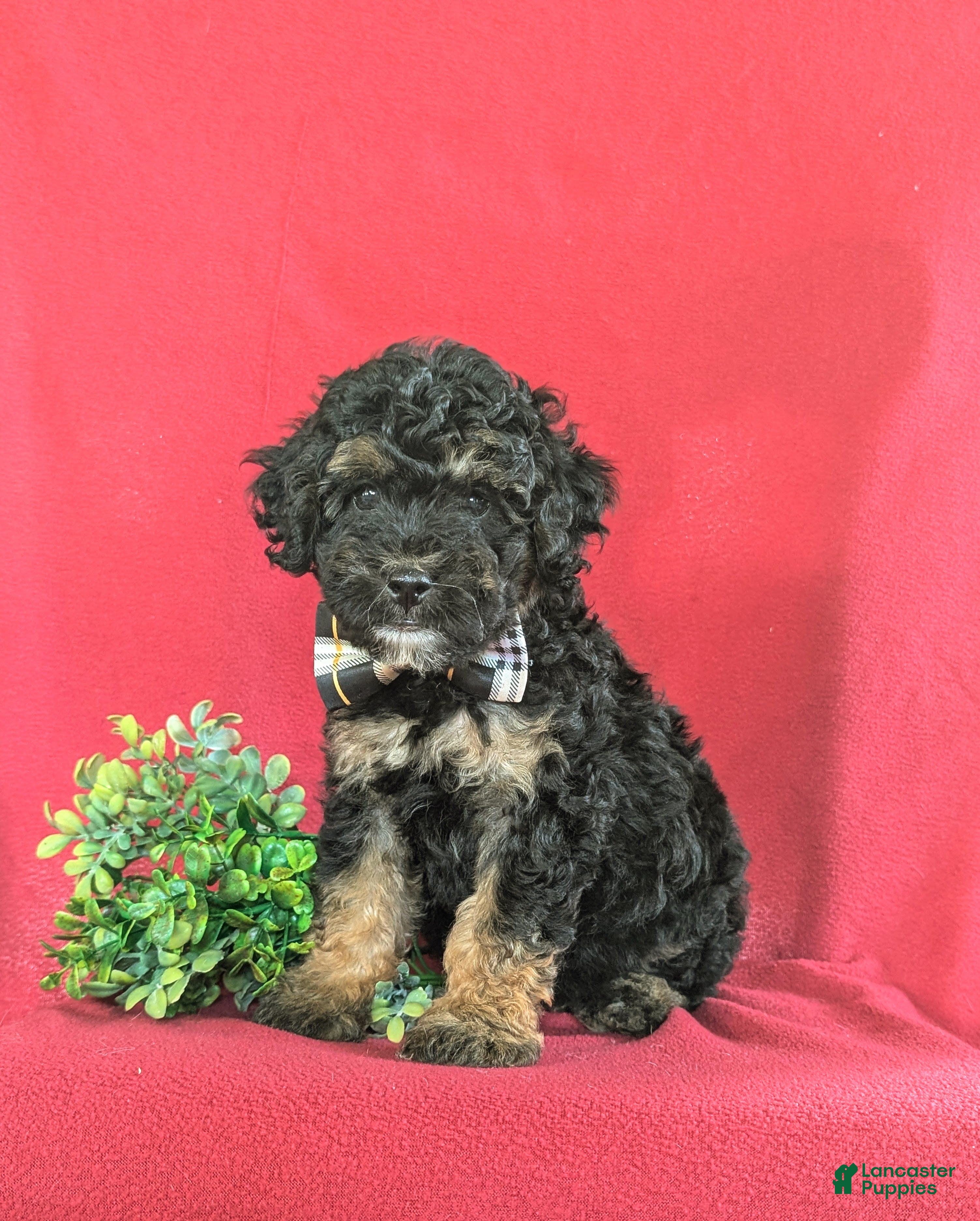 Bichpoo dogs Abram - Ad 1
