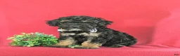 Bichpoo dogs for sale: Abram - Ad 1