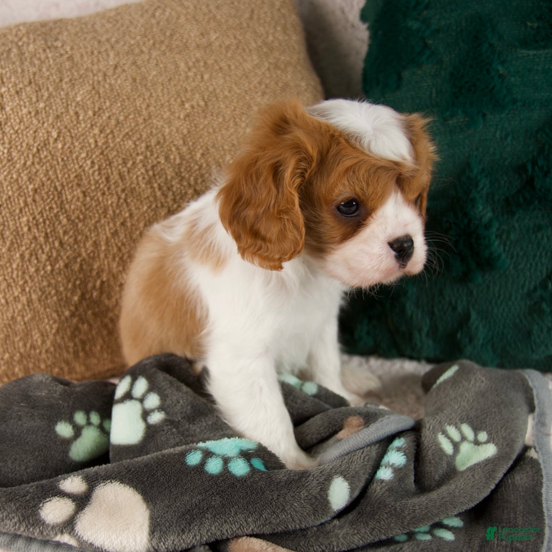 Cavalier King Charles Spaniel dogs for sale: Archie - Ad 3