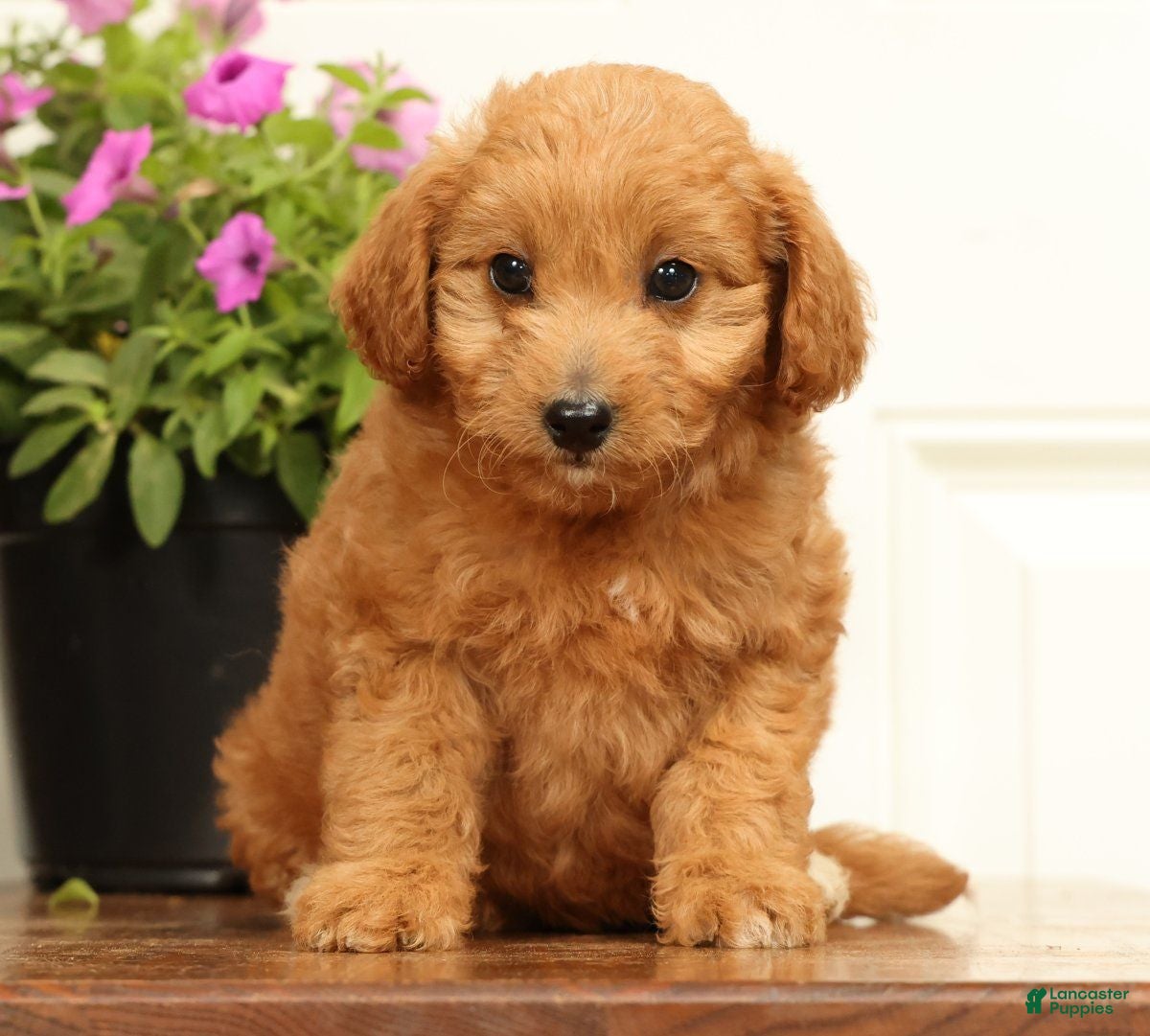 Mini Goldendoodle dogs Abby - Ad 2