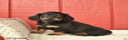 Dachshund dogs for sale: Timmy  - Ad 5