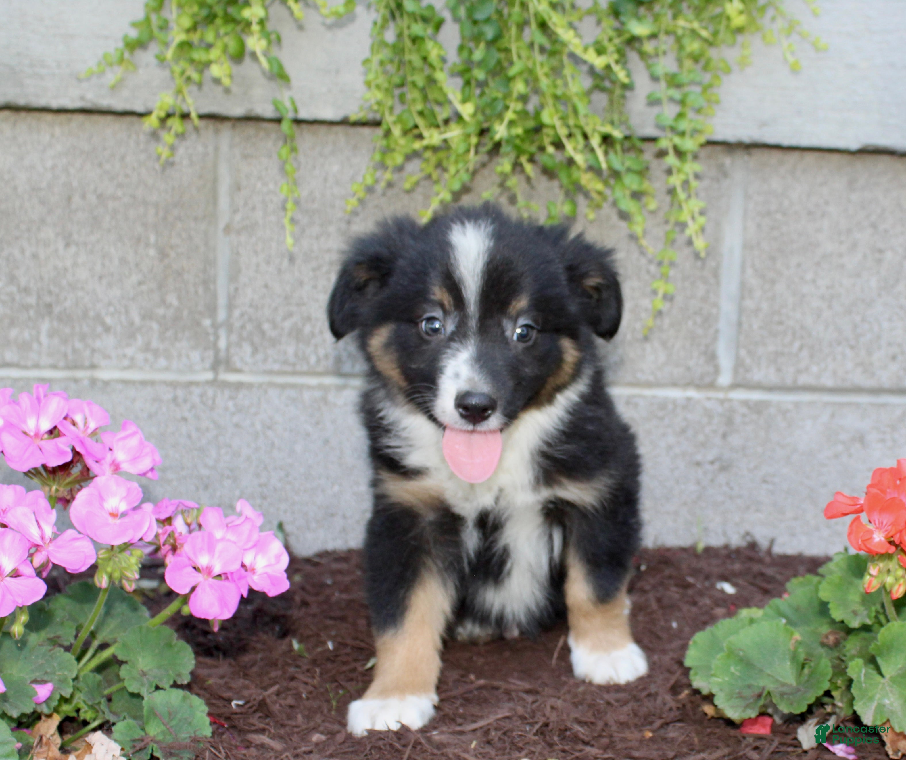 Australian Shepherd dogs Tucker - Ad 1