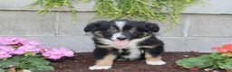 Australian Shepherd dogs for sale: Tucker - Ad 1